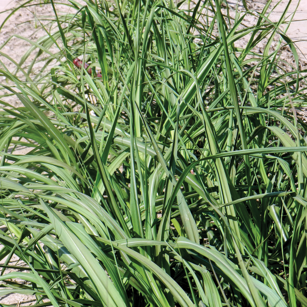 Distinguishing characteristics – Curled leaf blade in early growth; smooth leaf blade when rubbing fingers on blade from tip toward the stalk; internodes have zig-zag pattern; barrel-shaped with constricted root bands.